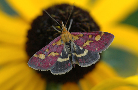 Purpurroter Zünsler (Pyrausta purpuralis) - © Leo Kuzmits